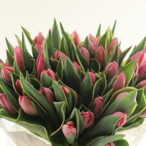 Schnittblumen