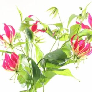 Clematis Pink