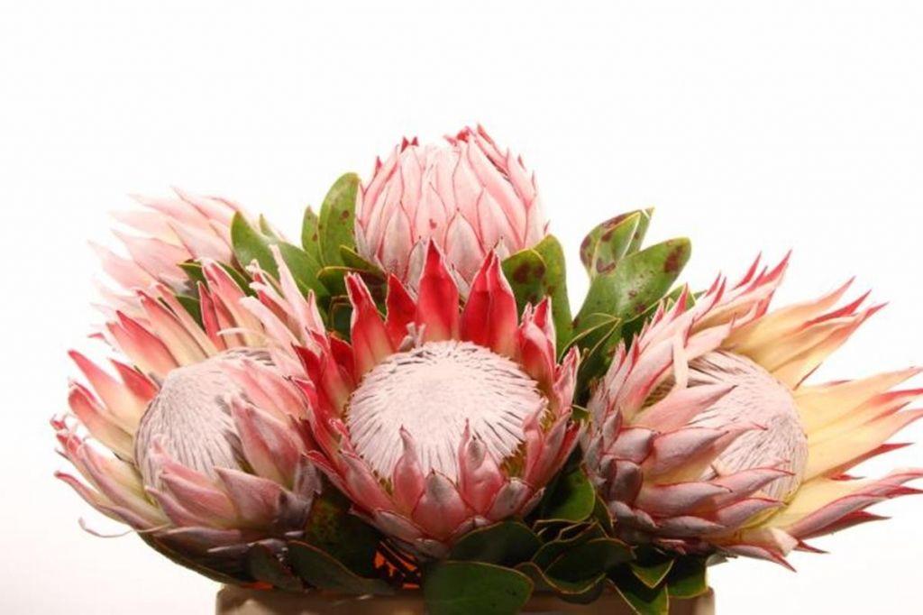 Floristik aus Art Fleur King Holland Protea Shop | -